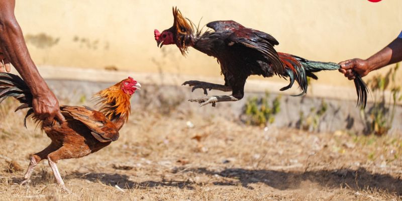 Dấu hiệu của một con gà chiến mạnh