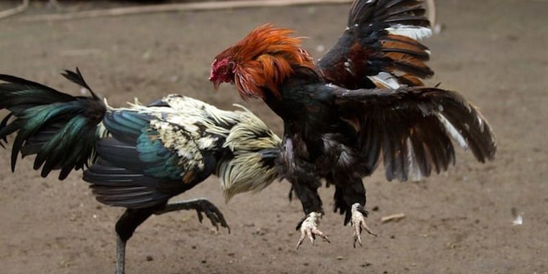 Mánh khóe đá gà mạng là những chiến thuật giúp bet thủ cá cược thắng lớn