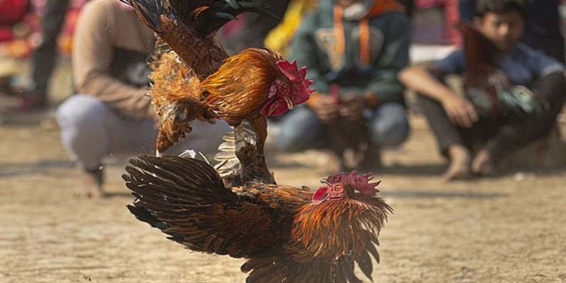 Mánh khóe đá gà mạng hay của cao thủ là đặt cược vào chiến kê có thuốc