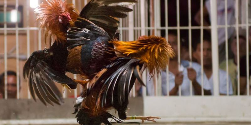 Quy định chơi cơ bản trong đá gà cựa sắt Quy định chơi cơ bản trong đá gà cựa sắt