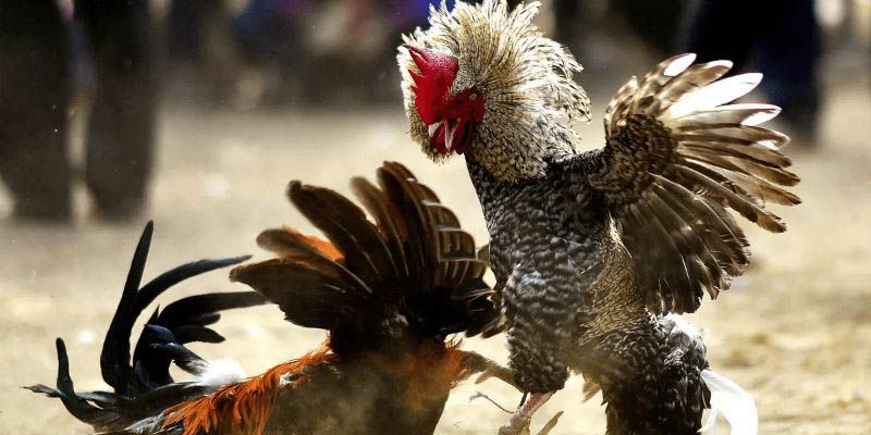 Kinh nghiệm đá gà cựa sắt cơ bản Kinh nghiệm đá gà cựa sắt cơ bản