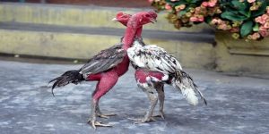 Tìm hiểu thông tin về đá gà đòn là gì?