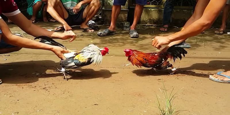 Thể thức đi đấu đá gà trực tuyến Campuchia 2024 Thể thức đi đấu đá gà trực tuyến Campuchia 2024